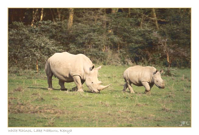 Rhinos