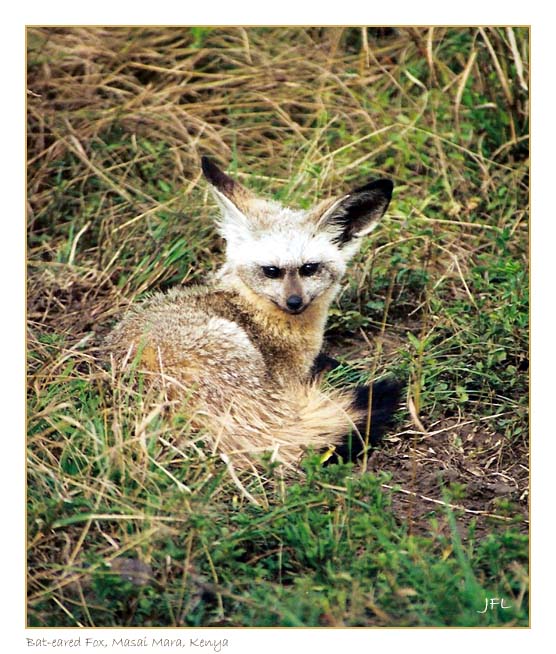 Bat Eared Fox