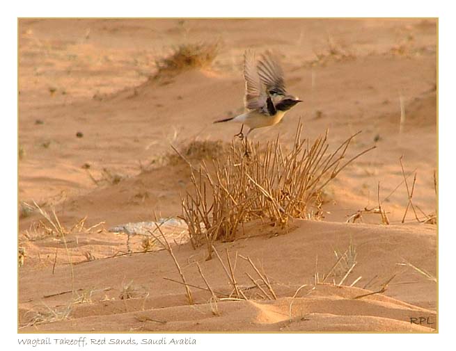 Wagtail Take Off, Red Sands, Saudi Arabia