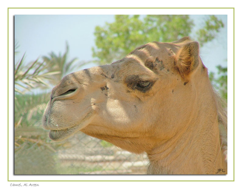 Camel, Al Areen - September 11th