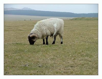 One Bodmin Sheep
