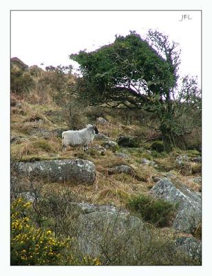 Another Bodmin Sheep