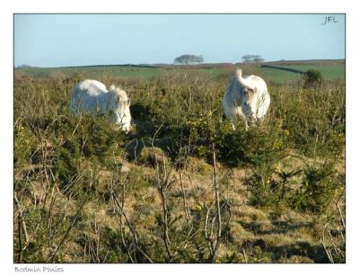 More Ponies on Bodmin