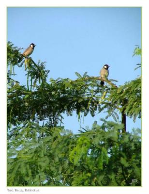 BulBuls, Bahrain