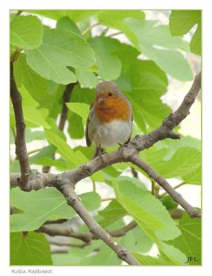 Robin Redbreast, Cornwall