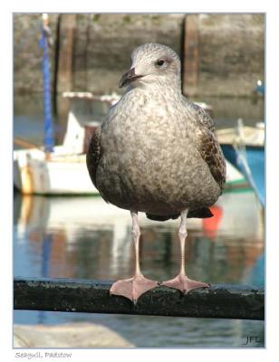 Sammy the Seagull, Cornwall