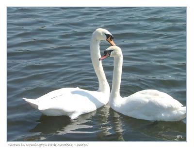 Swans, Kensington Park Gardens