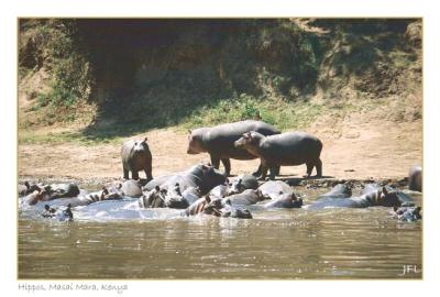 At the Hippo Pools
