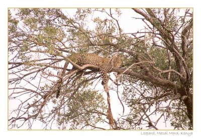 Leopard with kill in a tree