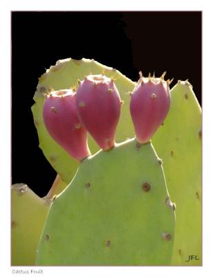 Cactus Fruit - August 3rd