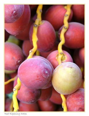 Ripening Red Dates - August 26th