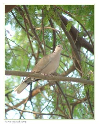 Ring Necked Dove - August 29th