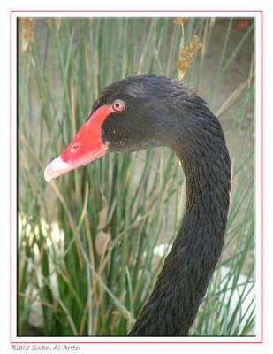 Black Swan - September 10th