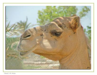 Camel, Al Areen - September 11th