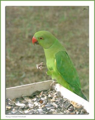 v3/06/567606/3/49910952.Parakeet.jpg
