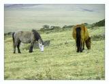 Bodmin Ponies