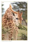 Giraffe