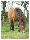 Exmoor Pony