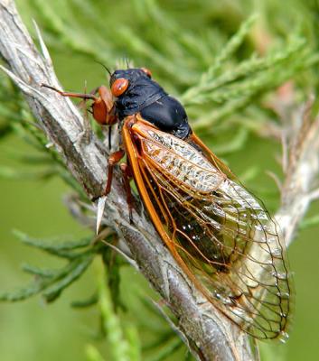 cicada-4.jpg