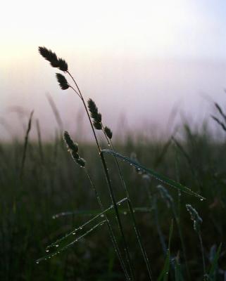 Sunrise Grass.jpg