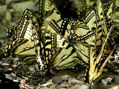 Tiger-Swallowtails.jpg