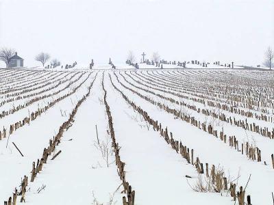 Planted in Rows-2c.jpg