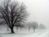 Fog Trees 86 a.JPG