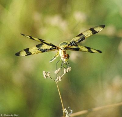 dragonfly 15.jpg