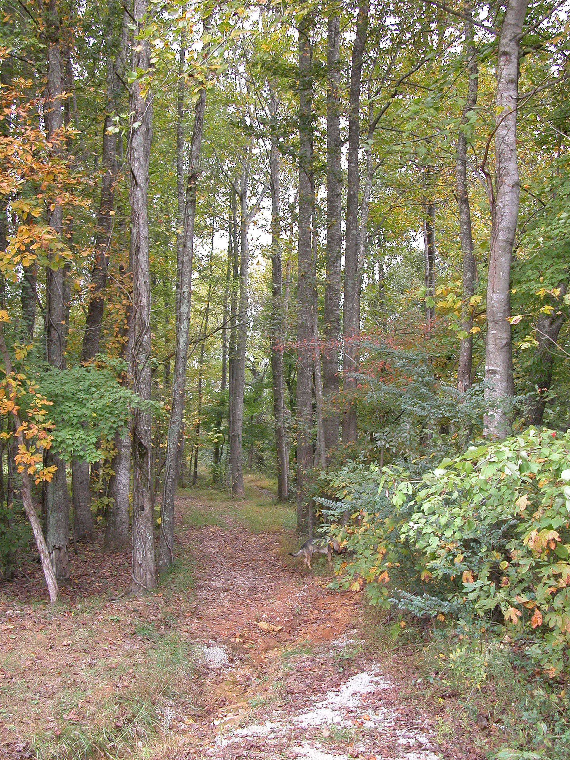 Huntsville Fall.JPG