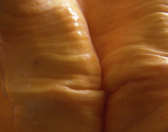 Animal vegetable or mineral?<br>by Penelope