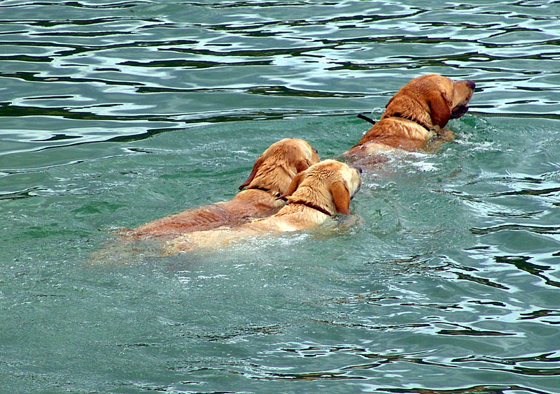 Swimming lesson<br>by Moti