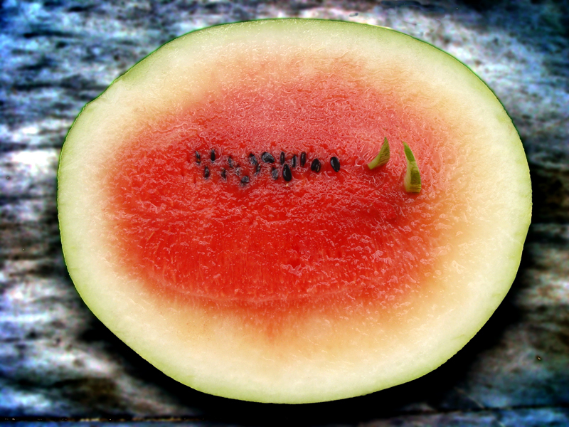 Water melons  sharks