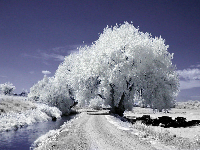 Challenge 98 Eligible Header (Not For Voting)