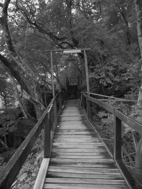Wooden path* by Tabrizi