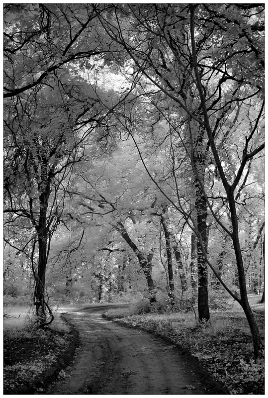To Walk in Silence<br>By Dani