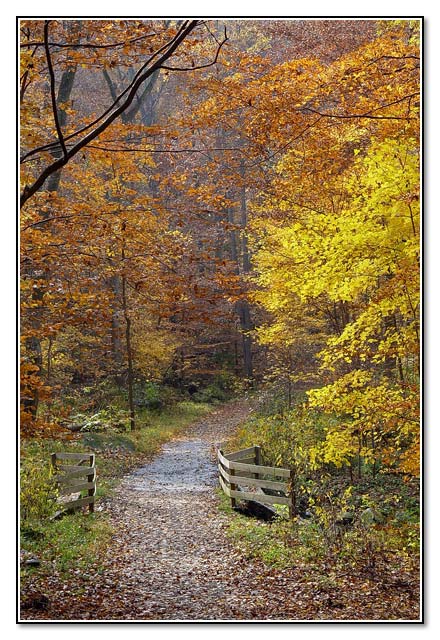 <b>2nd Place</b><br>Wooded Path<br>by Tristan Panek