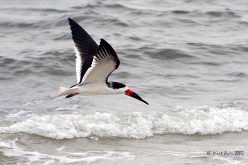Flight Of The Skimmer<br>by Markjay