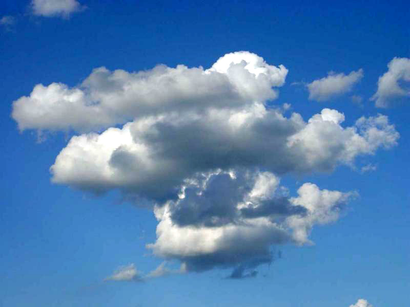 Pigs Fly