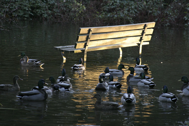 Hey Hank, Lets fly up and take a rest on that bench over there.