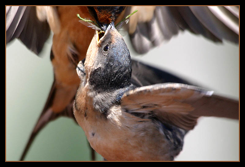 Feed Me *