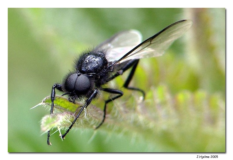 Flying black<br>by Jesper Hjelme
