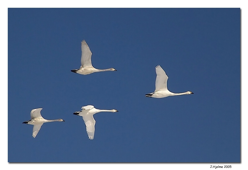 Flying Swans<br>by Jesper Hjelme