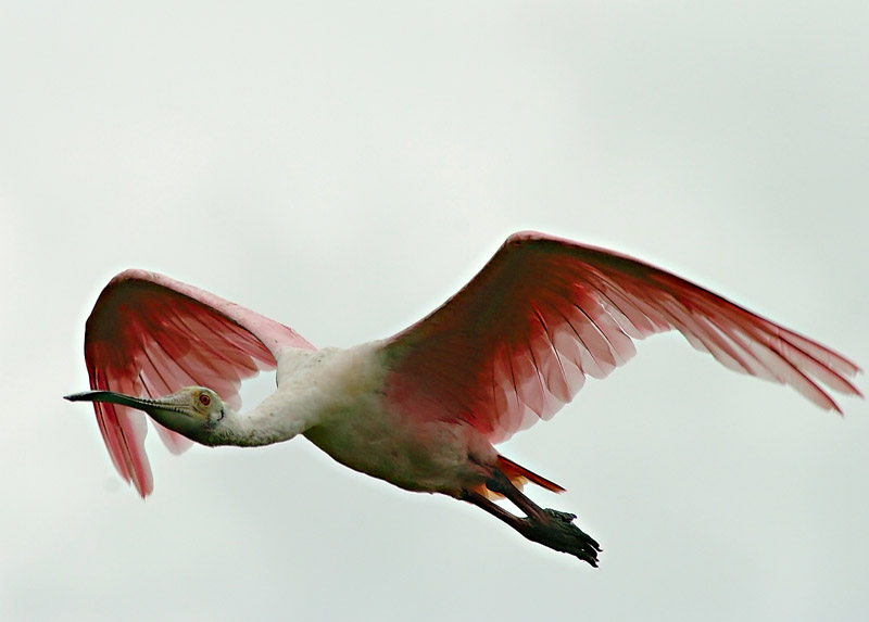 spoonbill