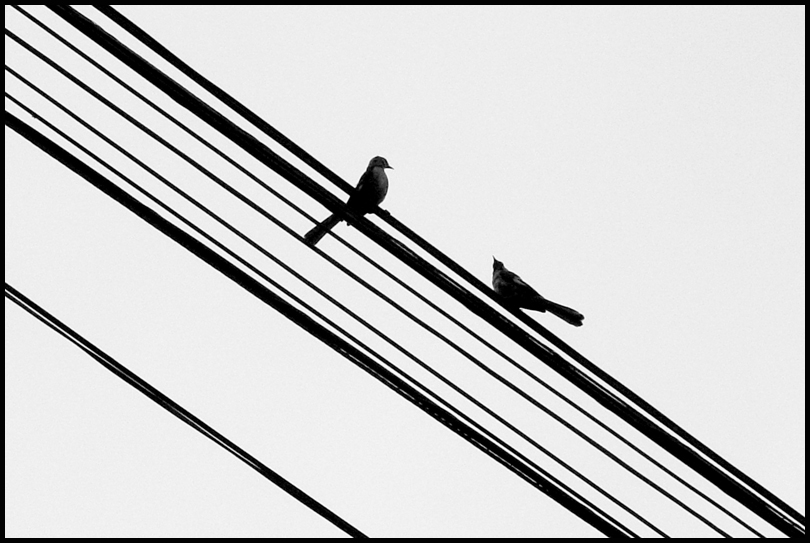 Birds/Wires (53597)<br>by DM Watson