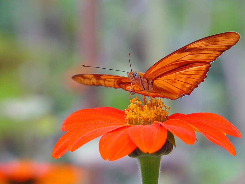 <b>3rd Place (tie)</b><br>Julia at Rest* <br> by Terry Straehley