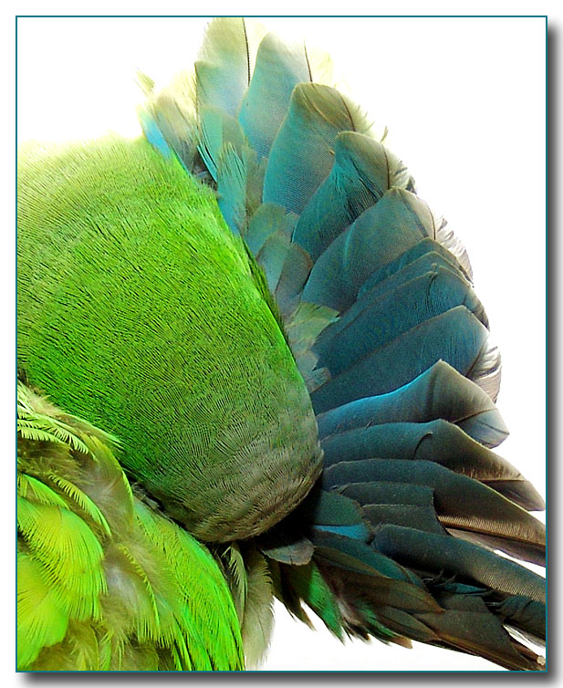 <b>1st Place Winner</b><br>grooming his flight feathers