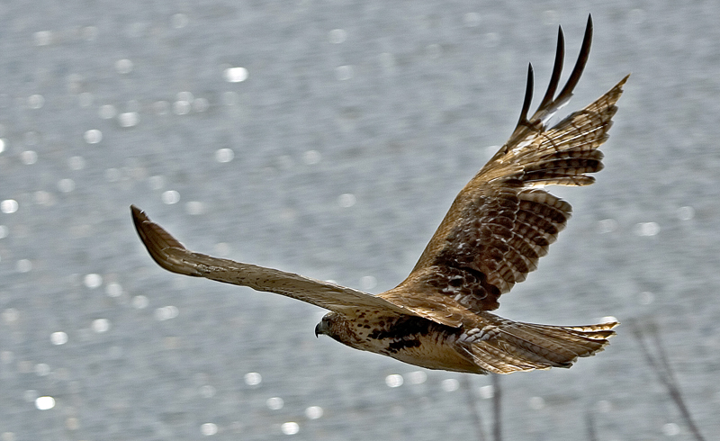 Hawk over Water<br>by Pete W