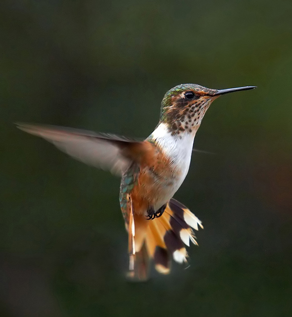 <b>3rd Place</b><br>Looking at me?  by Carlos Ch.
