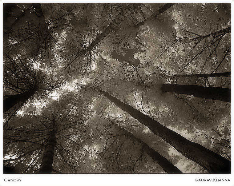 <b>3rd Place (tie)</b><br>* Canopy