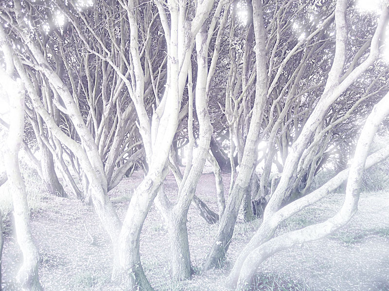 The enchanted wood<br>by Penelope
